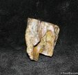 Shed Triceratops Tooth - Inches Long #1135-1